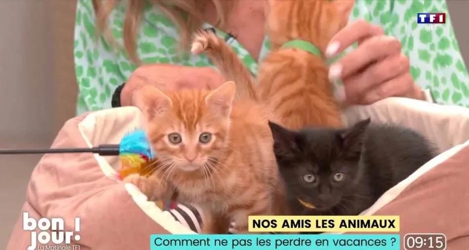 Des chatons font la loi sur le plateau de Bonjour ! sur TF1.