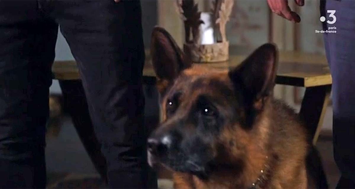 Rex : coup de théâtre, la fin du chien flic