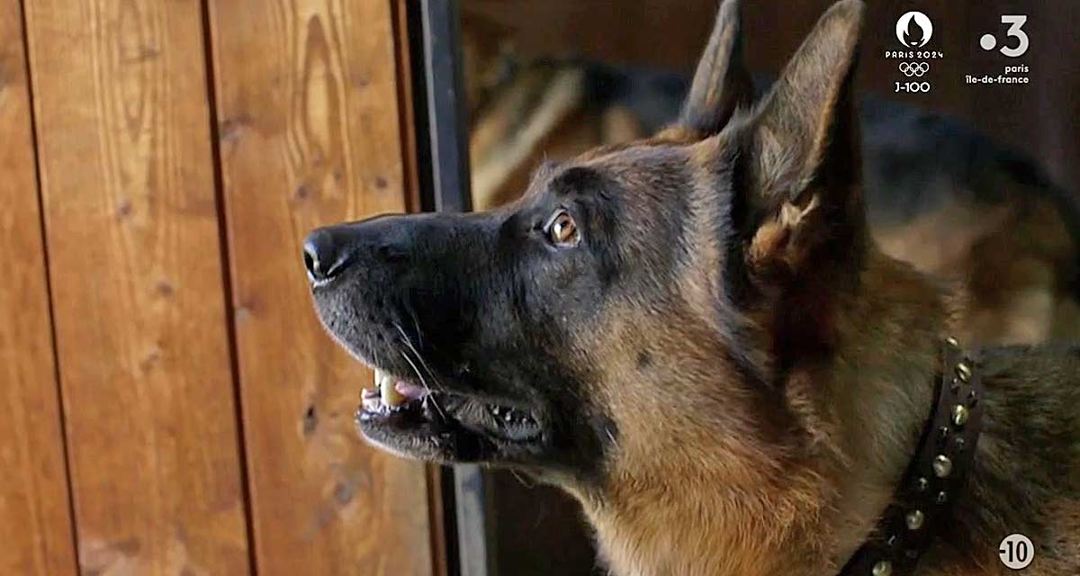 Rex : le chien flic renvoyé, son successeur échoue