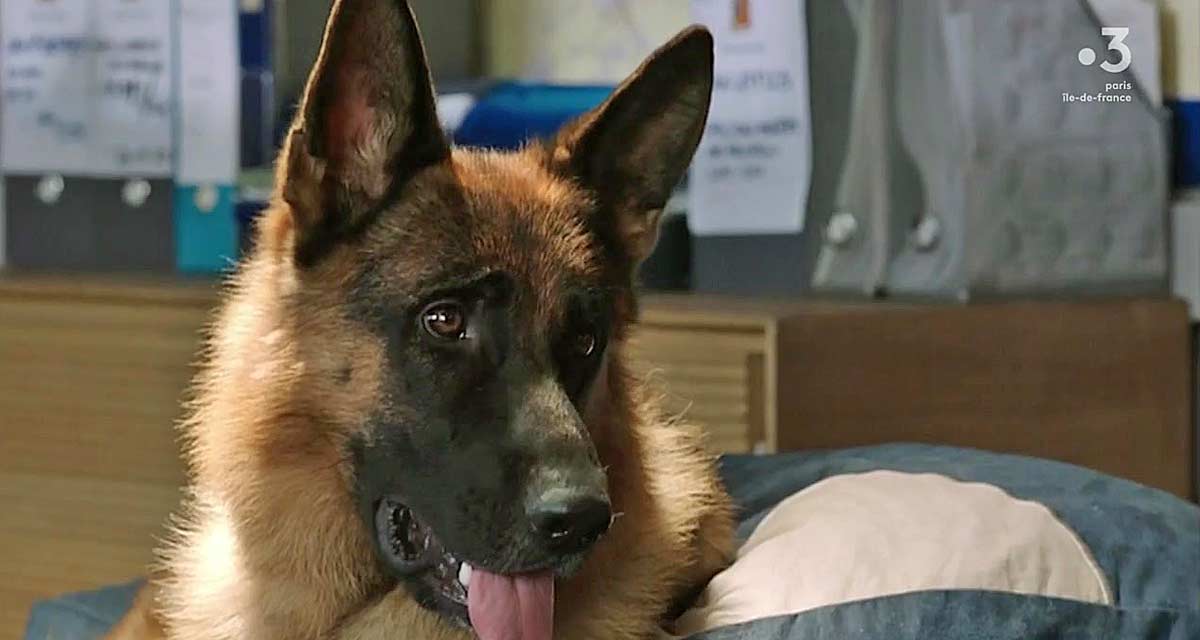 Rex : coup d’arrêt pour le chien flic