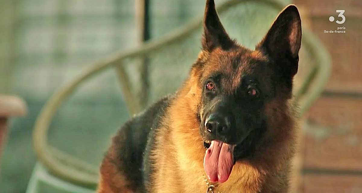 Rex : la disparition surprenante du chien flic