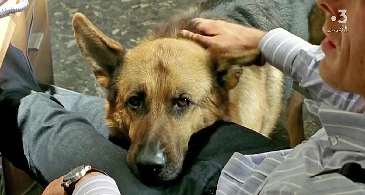 Rex : un nouveau chien flic arrive, allez vous faire la différence ?