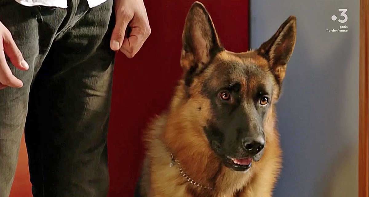 Rex, chien flic : cette incroyable nouvelle qui va ravir les fans