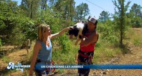 Punchline déprogrammé, Les animaux de la 8 décrochent cinq heures d’antenne