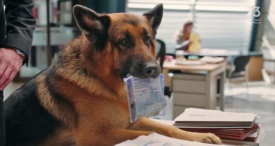 Rex : le chien flic sacrifié, un choix déjà remis en question